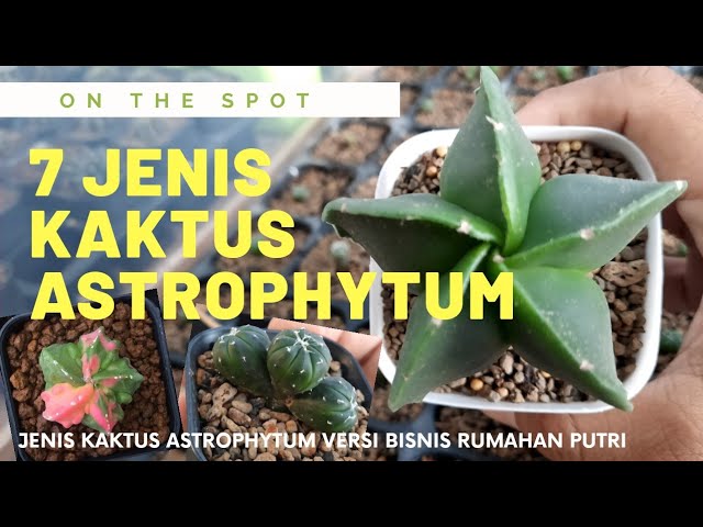 gymnocalycium cardenasianum Gymnocalycium cardenasianum. – Cyprus Cactus main image 0