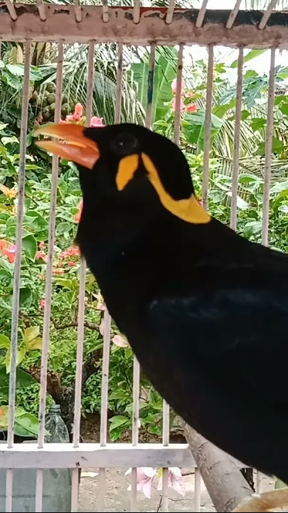 suara khas burung tiung mas#shorts