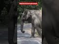 elephant protect is family #sitavani #jimcorbett #jungle safari
