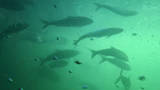 Bonneville dam fish ladder Washington side