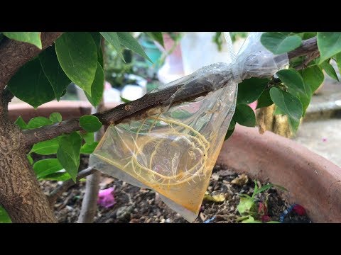 Tried to breed Bougainvillea in water | how to grow bougainvillea