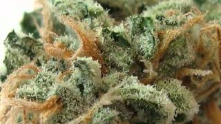 Querkle Marijuana Strain from GG Mercantile, Denver, Colorado