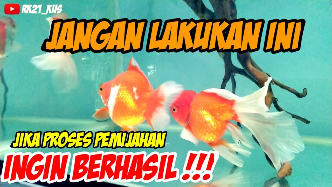 Jangan Lakukan Hal-Hal Ini Saat Pemijahan Ikan Mas Koki // Jika