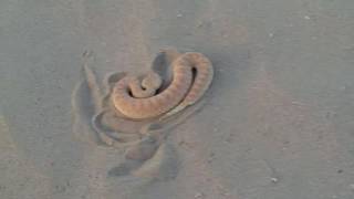 Cerastes vipera