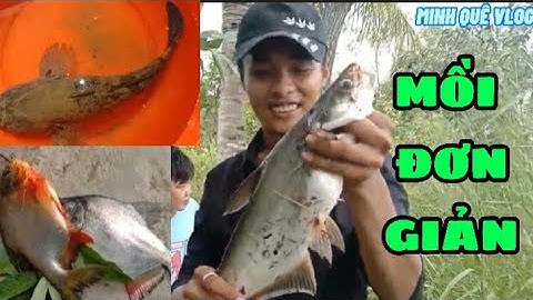 CÂU CÁ TAI TƯỢNG QUÝ HIẾM+ CÁ CHIM , CÁ TRA , CÁ PHI BẰNG MỒI ĐƠN GIẢN - MINH QUÊ VLOG