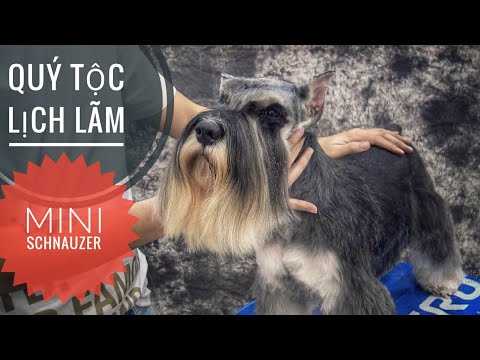 Video: Làm thế nào để làm cho sữa Puppy