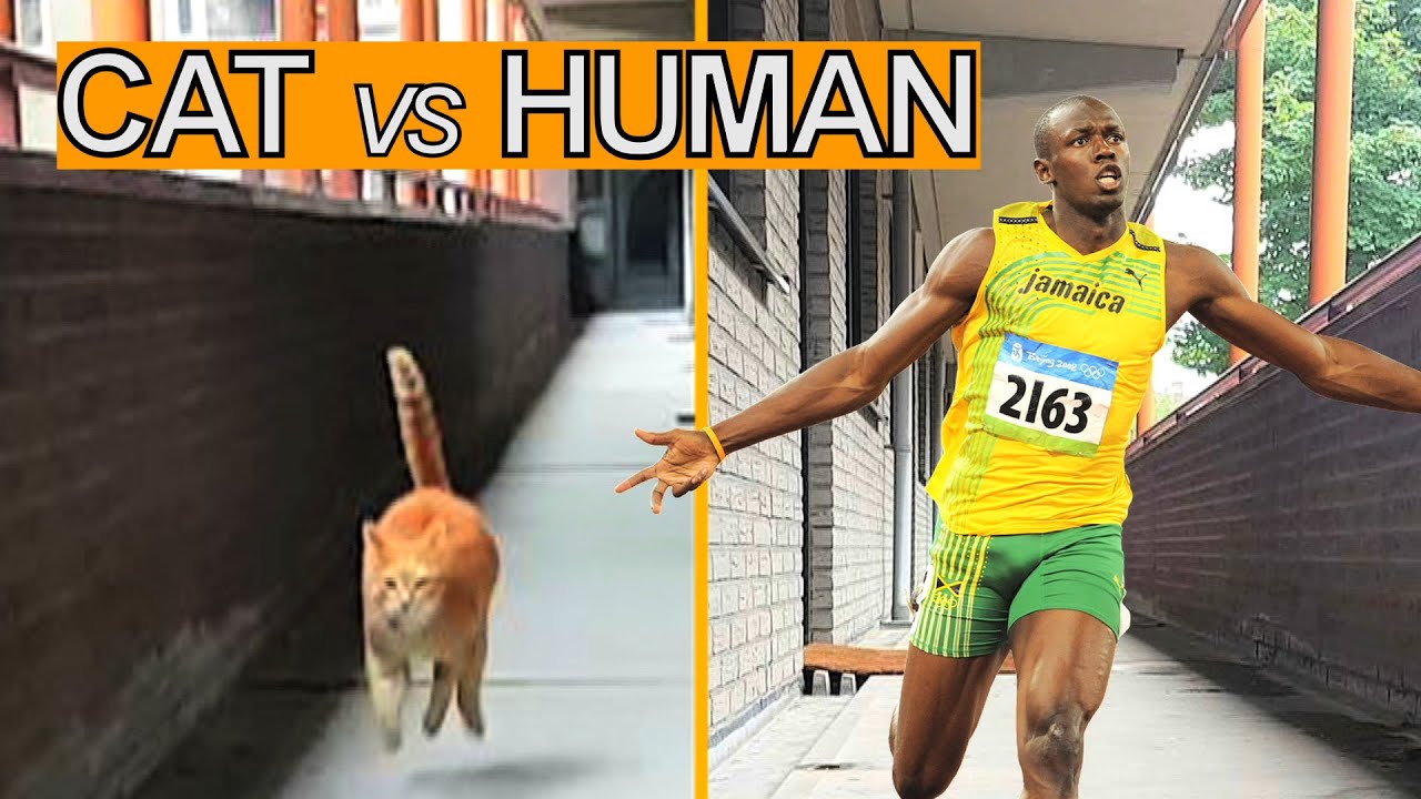 Alvi Cat Speed Test My Cat Versus Usain Bolt Youtube