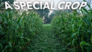 The Many Different Types of Corn to Grow