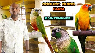 Conure Birds வளர்க்கப் போறீங்களா!! | Best birds farm | birds farm in tamil | low price birds farm |