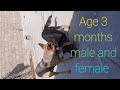 German Shepherd male and female male age 3 months