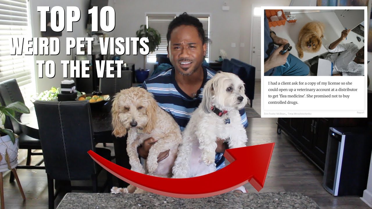 TOP 10 Strangest Reasons People Took Their Pet to the Vet | Alonzo Lerone