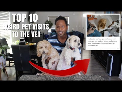 TOP 10 Strangest Reasons People Took Their Pet to the Vet | Alonzo Lerone