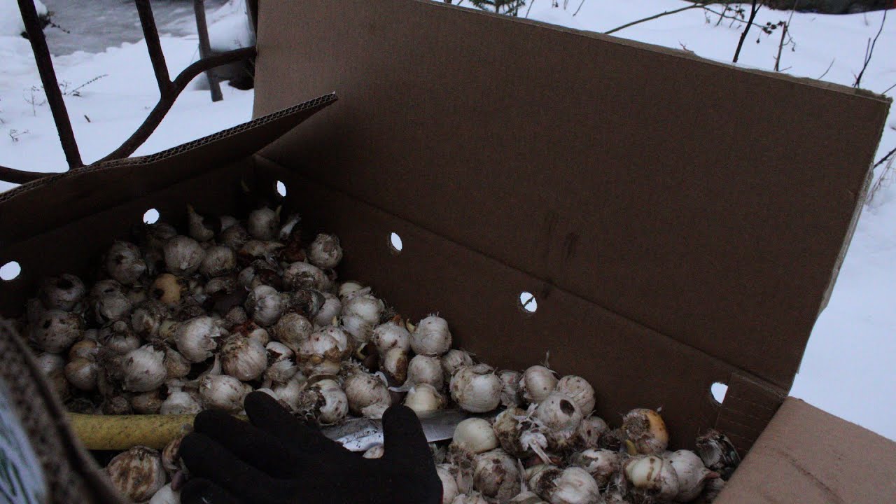 600 szt. cebulowych, Nie czekam na wiosnę, Działam!