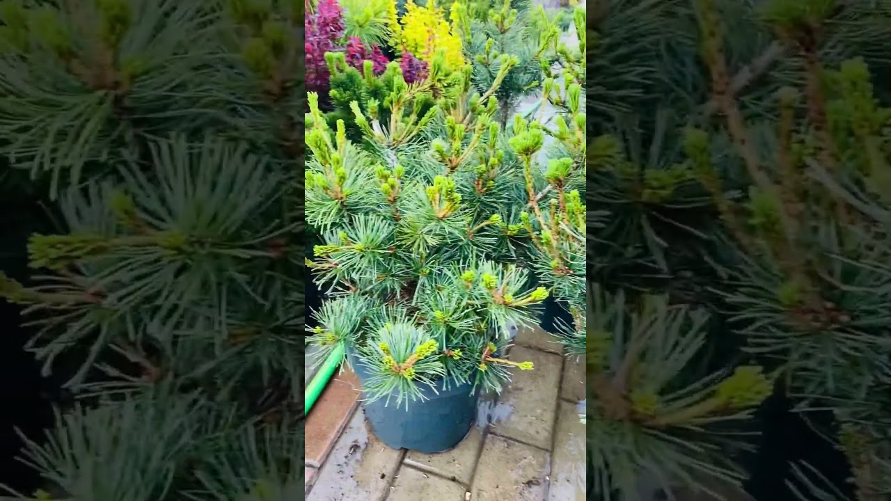 Сосна Нигиши ❤️🌲) продажа в группе телеграмм 