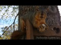 Squirrel Cam - Bubby chomps on a snack!