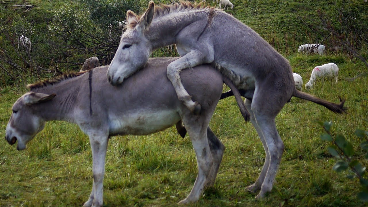 #Cute donkey meeting first time indian contere - YouTube.