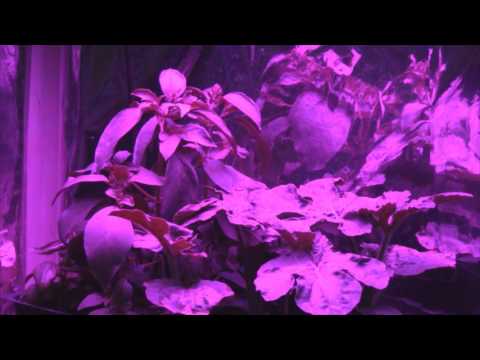 basil grow light