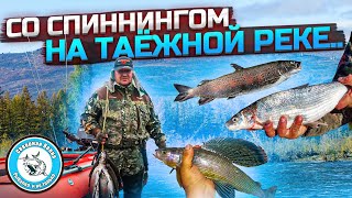 ХАРИУС и СИГ ловятся на СПИННИНГ на таежной реке. Отличная рыбалка в Якутии.