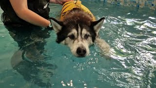 Old Husky gets His First Swim and Loves it!