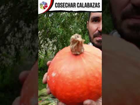 Video: Espino amarillo de jardín: cuándo madura y cómo se recolecta