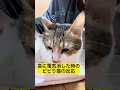 急に電気消した時のビビり猫の反応#shorts
