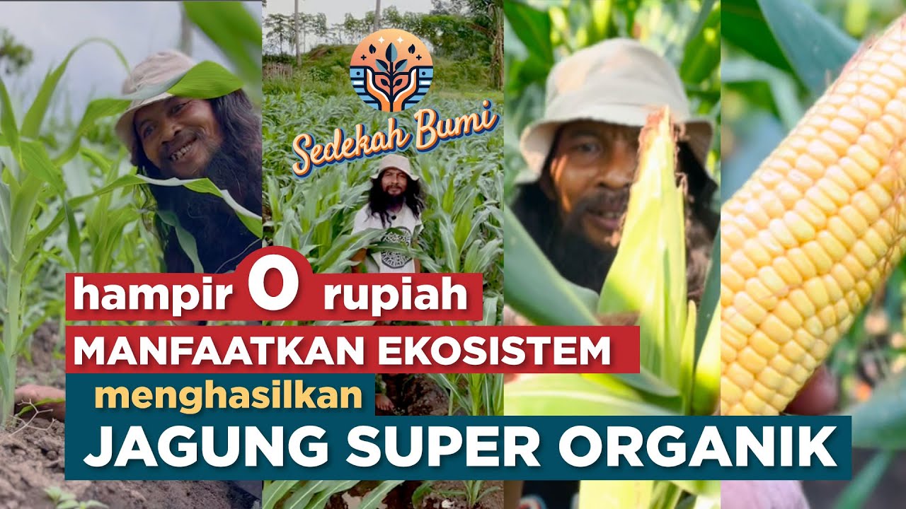 menghasilkan Jagung Super Organik | hanya dengan manfaafkan Ekosistem 0 rupiah.