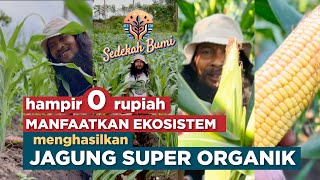 Download Lagu menghasilkan Jagung Super Organik | hanya dengan manfaafkan Ekosistem 0 rupiah. MP3 Download Lagu menghasilkan Jagung Super Organik | hanya dengan manfaafkan Ekosistem 0 rupiah. MP3