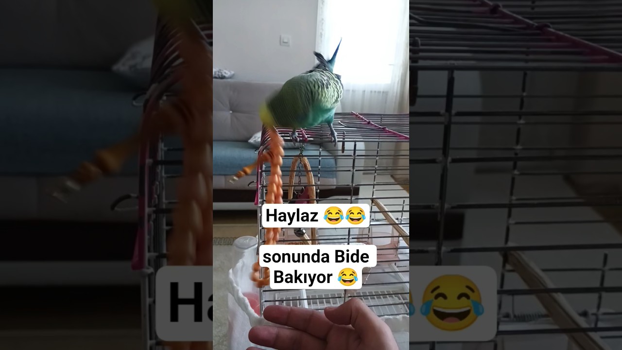 Haylaz Muhabbet Kuşu :) #parrot #birdsong #budgies #funny #cute #parakeet #birdsounds #love #birds