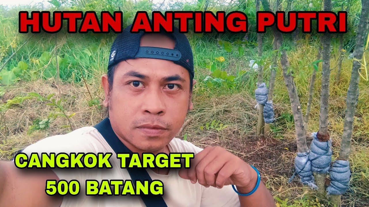 CANGKOK ANTING PUTRI 500 BATANG UNTUK PROGRAM AKAR