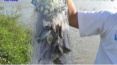 Giăng Lưới - Kéo Cá Mùa Nước Nổi Miền Tây (Netting fish)