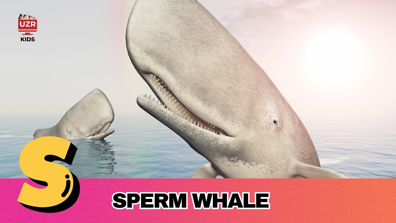 A to Z Whale Song | Learn Ocean Whales Alphabet for Kids 🌊 🐋 | #abcd # ...
