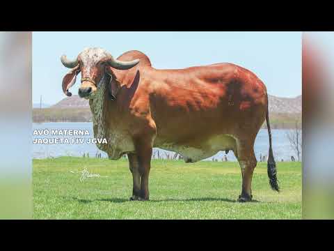 LOTE 33 GELEIRA FIV RENEGADE JGVA JGVA 1884