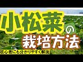 【小松菜の育て方】年間栽培可能！病害虫対策も分かりやすく解説！