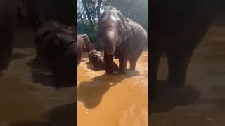 Koa Klai And Mi Num Are Playing In The Water So Happily elephant