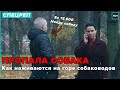 ВАША СОБАКА У НАС | Кто и как наживается на горе собаководов - Специальный репортаж