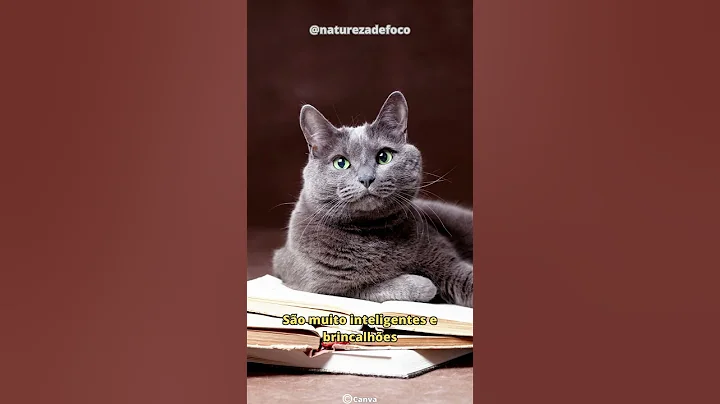 Video 11899321: russian blue cat, beautiful cat breeds, feline breed