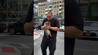 Lank Rescues a Cat #cat #cats #pets #pet #rescue #building #rap #artist #christianrap #shorts #video