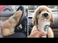 Only Golden Retriever can make us HAPPY and LAUGH - Funny and Cute Golden Retriever Puppies