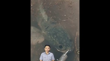 Câu cá lóc mẹ nuôi con #cacconvat #docla #fishing