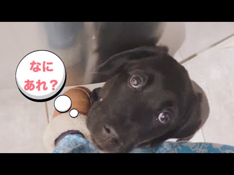 掃除機が怖くて足元に隠れる愛犬が可愛い【ラブラドール子犬】