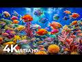 AQUARIUM 4K (ULTRA HD) - Beautiful Fish Swimming &amp; Colorful Sea Life Video 🐠 Deep Sleep Music #26