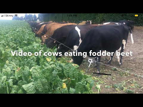 Video: Topdressing Af Rødbeder I Det åbne Felt: Hoveddressingen Til Bord- Og Foderroer. Hvilken Gødning Skal Bruges Ved Den Første Fodring?