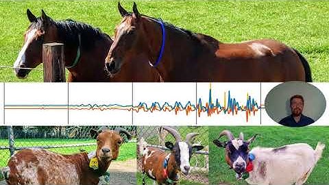 Towards Deep Unsupervised Representation Learning from Accelerometer Time Series for Animal Activity