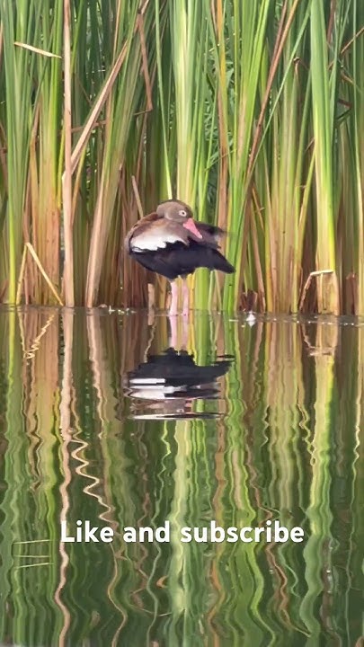 Duck - YouTube
