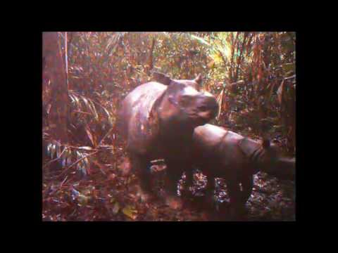 Critically Endangered Javan Rhino and Calf Capture...