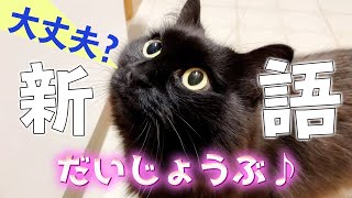 【しゃべる猫】めちゃくちゃハッキリとした日本語で「だいじょうぶ」と言う猫【しおちゃん】