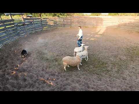 How to train your Stock Dog:  Lesson #3