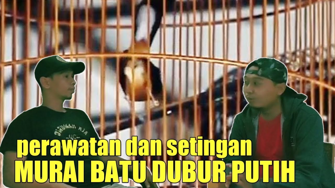 setingan dan perawatan murai dubur putih