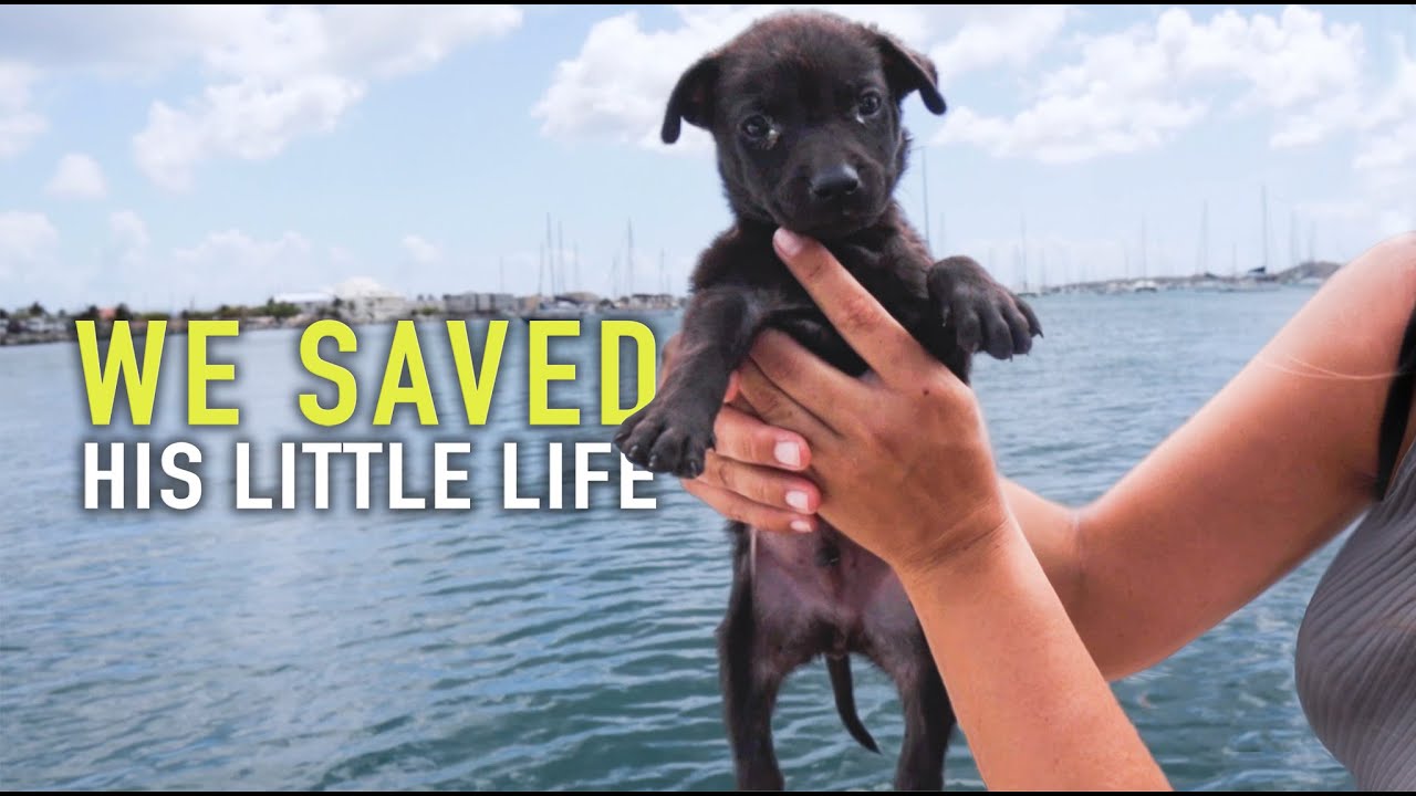 Tiny Street Puppy Rescued | SAILING SUNDAY | Ep.163