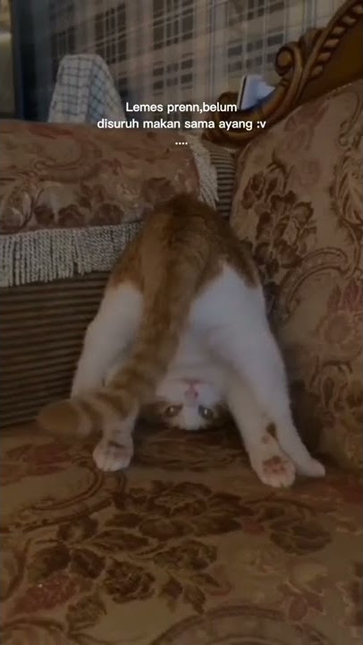 Kucing salto lucu, lemes belum disemangati ayang